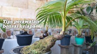 Tips perawatan bonsai kelapa cooxnut bonsai tips care