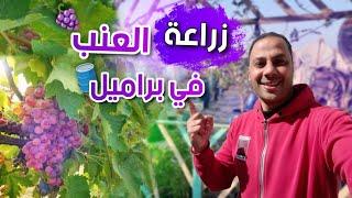 ازاي تزرع شجرة عنب في برميل  Growing grapes in a container