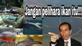 Ikan yg Dilarang Dipelihara di Indonesia