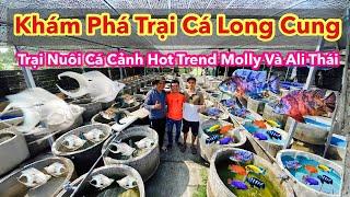 Explore Long Cung Fish Farm  Hot Trend Molly And Ali Thai Aquarium Fish Farm  Betta Sales