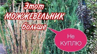 Можжевельник .Никогда НЕ ПОСАЖУ. Можжевельник Стрикта. Проблемный .#хвойные#можжевельники#сад#дача