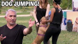 How To Stop Your Dog From Jumping on People  Dog Nation Episode 4 - Part 1