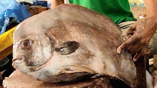 Giant BAT FISH Cutting & Chopping Live In Fish Market  Fish Cutting Skills