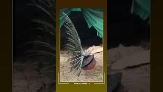 Peacock Spreading its Tail Feathers Peacock Dancing Beautiful and Cute  #ybranttv
