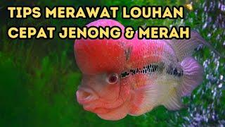 Tips Merawat Ikan Louhan Agar Tetap Sehat Bisa Jenong Dan Merah