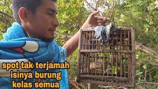 BANGUN PAGI LANGSUNG DIHUJANI BURUNG MAHAL