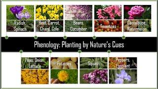 Design Tutorial Phenology Garden Planting by Nature’s Visual Cues