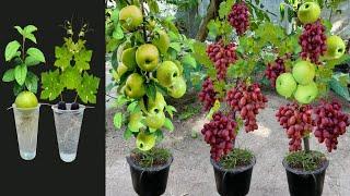 How To Propagate Grafting AppleAnd Grapes Trees With Aloe Vera  grafting grapes trees