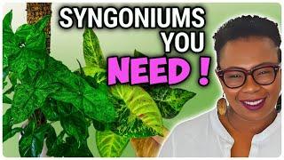 11 Stunning Syngoniums Im Obsessed With Right Now