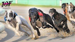 Greyhound Racing Marathon 875m 