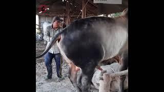 Amazing Cow Man Use Traditional Style To Produce The Baby Cow 2021