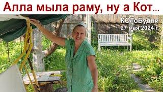 Алла мыла раму ну а Кот-обормот... дальше сами придумайте или КОТоБудни от 27.05.2024 г.