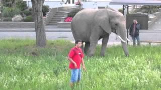 Elefant erschlägt Jugendlichen