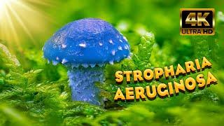 Stropharia Aeruginosa. World Of Mushrooms. Mushrooms 2022. ASMR.