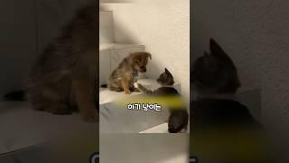 겁먹은 아기 댕댕이에게 다가간 아기 냥이는  #shots  #puppy #funny #아기댕댕이 #아기강아지 #냥이