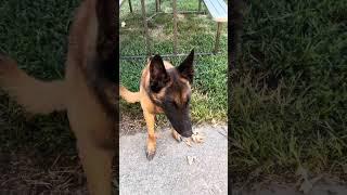 Belgian Malinois Kayne Get s good scolding for doing the unthinkable or not. But he dont care