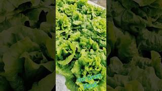 इस सर्दी छत पे उगाई इतनी सारी ऑर्गेनिक सब्जियां #vegitablegarden #shorts