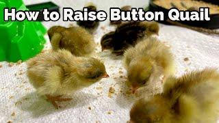 Raise Button Quail From Incubating Eggs to Brooding Chicks to Laying Adults