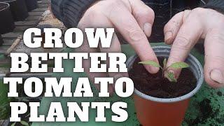 Grow Better Tomato Plants