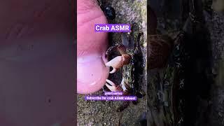 Crab pedicure ASMR sounds  #shorts