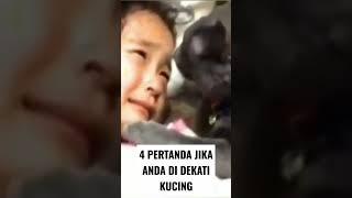 Jika anda di dekati kucing berarti ada 4 pertanda ini #short #shorts