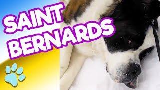 Cutest and Funniest St. Bernard Dogs   #thatpetlife