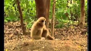 A monkey bullies two tigers Funniest Video Ever