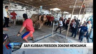 Detik-Detik Sapi Kurban Presiden Jokowi Mengamuk