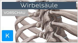 Wirbelsäule Aufbau und Funktion Vorschau  Kenhub