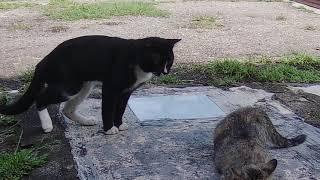 GELAGAT KUCING BARU KAWIN.