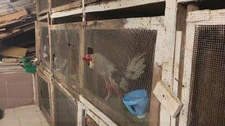 Cockfighting tradition and sport in Panama