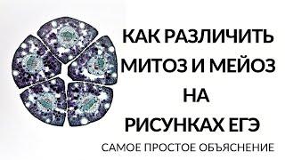 Как различить митоз и мейоз на ЕГЭ по рисунками самое простое объяснение