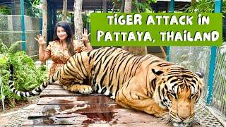 Big Tiger Attack in Tiger Park  Pattaya Thailand