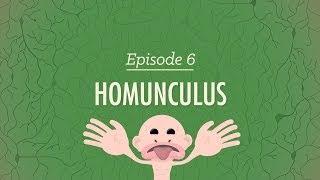 Homunculus Crash Course Psychology #6