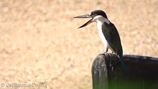 Torresian Kingfisher Todiramphus sordidus  Cairns Esplanade Queensland AUSTRALIA