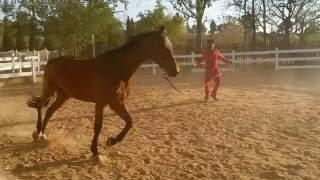 Trotting and cantering in a circle.