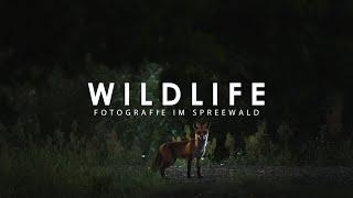 Wildlife Fotografie im Spreewald - Meine ersten Füchse