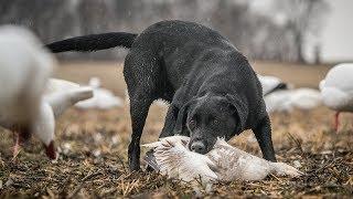 Duck Hunting Dogs Teamwork - Fowled Reality