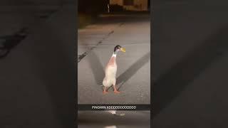 Weird looking penguin - #funny #funnyvideo