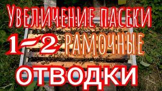 Как легко и быстро расширить пасеку‼️Отводки‼️