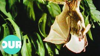 The Rarely Seen Nightlife Of Bats & Why They Are Vital For The Earth  Our World