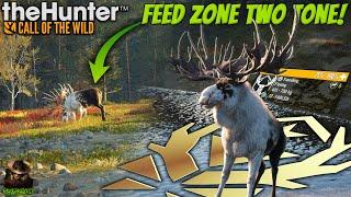 Taking The FABLED TWO TONE Great One Moose From A FEEDING ZONE Call of the wild