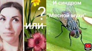 Нарциссы или стапелии? И синдром Мясной мухи 🪰