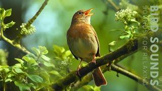 Birds Sounds - 24 Hours of Beautiful Birds No Music Relaxing Nature Sounds Chirping Birds