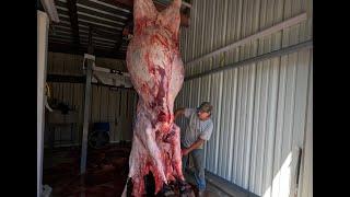 Butchering MASSIVE Bull on the Farm