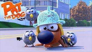 Pat the Dog - Face the music S01E61 Full Episode in HD