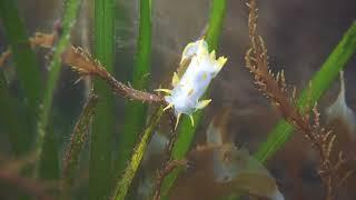 Polycera quadrilineata Nudibranchs  Bembridge Marine Conservation Zone  Isle of Wight