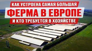 Самая большая ферма в Европе  Коровы джерси  Голштины и монбельярды  Производство молока