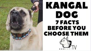 Before you buy a dog - THE KANGAL - 7 facts to consider DogCastTV