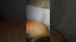Kucing ganteng setelah keracunan makannya lahap 
